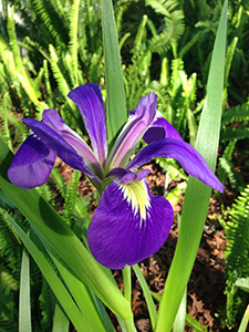 This blue flag iris flower appears much more purple with yellow marking in the "throat."