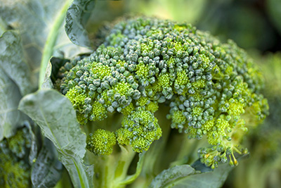 Close look at the part of broccoli we eat: the florets, which are actually unopened flower buds.