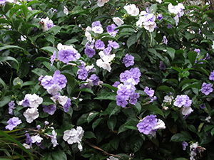 Another brunfelsia shrub with dark green leaves and clusters of simple five-petaled flowers. Some have already turned white while others are still purple.