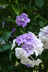 Delicate, simple flowers of Brunfelsia, a cluster in transition with some flowers white and others still purple.