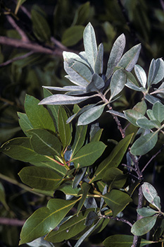 Buttonwood foliage compared: the smooth green foliage of green buttonwood and the fuzzy, silvery foliage of silver buttonwood.