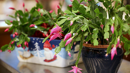 Two potted Christmas cacti both with pink flowers.