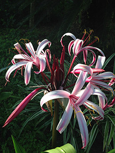 Crinum lilies with thin unfurled petals that are white and striped with pinks. The stems are also deep pink, magenta