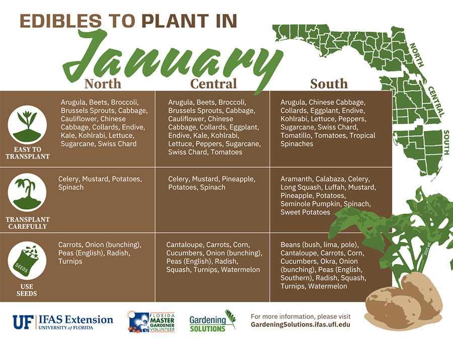 Fruits and Vegetables to Plant in January 