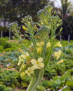 A fleshy stalk of broccoli with some small florets and several yellow broccoli flowers.