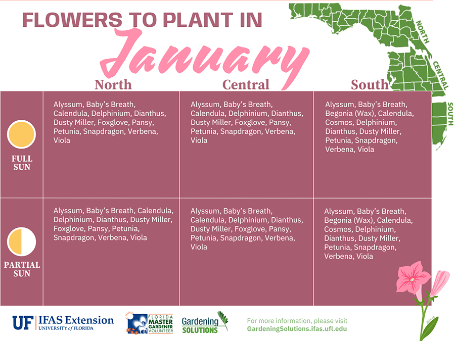 Florida-Friendly flowers to plant in January, revised to use university-approved fonts.