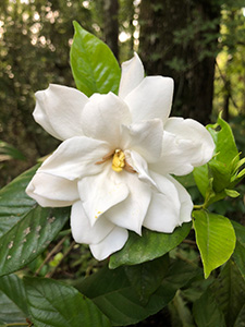 Gardenia flower with white waxy petals and young bright green leaves