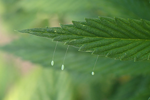 The eggs of the green lacewing insect are tiny and are individually suspended by a thread. 