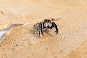 A tiny, furry jumping spider on a brown leaf. It appears as if it has a bushy mustache.