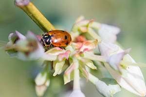 A red ladybug rests on a blueberry bush's flower.