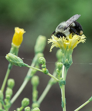 Tiny yellow flowers of a lettuce plant, one is being visited by a bee.