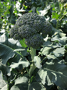 A broccoli plant in the garden, stalk of broccoli florets ready for harvest.