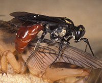 A tiny wasp parasitizing a mole cricket