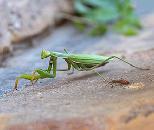 A long green insect with large grasping forelegs