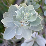 A rosette of young silver buttonwood leaves, gray-green and covered in a silvery fuzz.