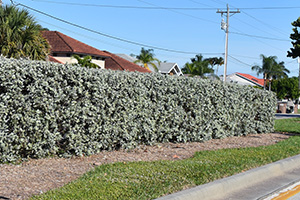 A neatly shaped hedge of silver buttonwood