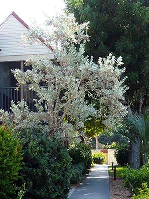 A silver buttonwood tree in a front yard. It's as tall as the house, but open and airy.