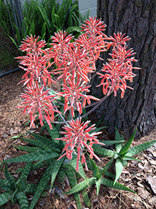A soap aloe with many clusters of reddish-orange, tubular flowers.