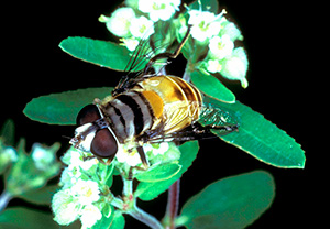 An adult beneficial syrphid fly resembles a tiny bee.