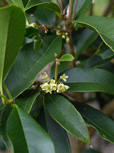 Tiny cluster of white flowers on a tea olive shrub. The leaves are oblong and green.