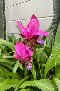 Hot pink tulip ginger bracts, with tiny purple true flowers peeking out from under the showy bracts.