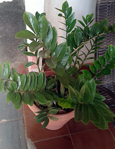 An outdoor potted foliage plant with stiff shiny green leaves.