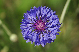Lavender blue flower. Photo by Joseph LaForest, bugwood.org