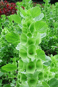 A stalk of green cup-shaped flowers, the same color as the plant's leaves. Photo by Dwight Stipler.