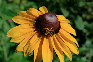 Tiny bee rests on a Black-eyed Susan with golden yellow petals and a raised brown center.
