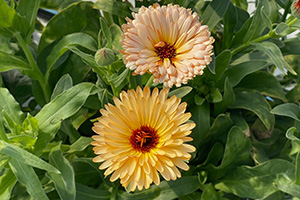Two yellow calendula flowers, one fading to a pinkish cream. Photo by Wanda Laughlin, UF/IFAS.