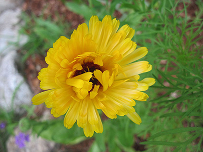 Yellow flower with many narrow petals some curling around the flower's brown center. Photo by Rob Duval.