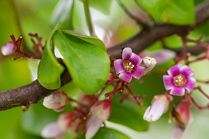 Tiny pink flowers appear before fruit on the carambola tree.