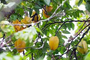 Ripe yellow star fruit on the tree, with some small pink flowers visible on other branches.