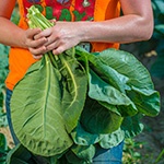 Huge green collard green leaves picked from a farm.