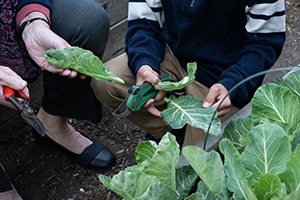 Collard leaves are being cut from a school garden plant, you can only see two pairs of hands holding the leaves.