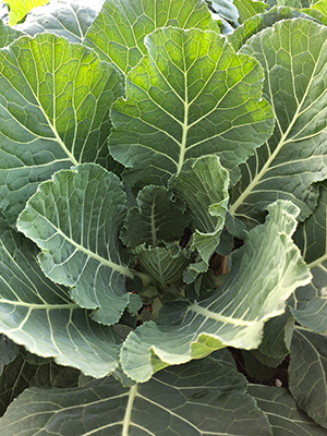 A large collards plant as seen from above, with very big leathery green leaves.
