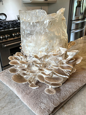 Pale gray oyster mushrooms growing on the sides of a plastic bag sitting on a towel in a home kitchen. Photo courtesy of Carolyn Saft, UF/IFAS.