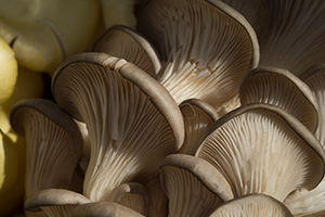 Close view of gray oyster mushrooms, revealing the delicate gills under the caps.