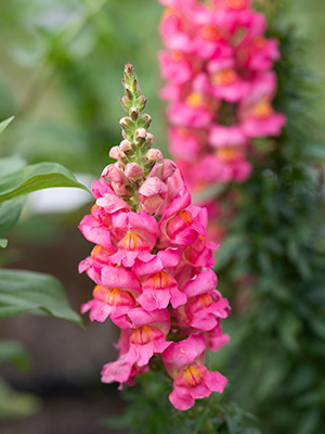 Spike of bubblegum pink snapdragon flowers