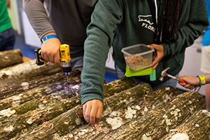 Students drilling holes in logs for shiitake mushroom pellets to be inserted.