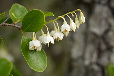 A shrub stem hanging with small white, bell-shaped flowers. Photo by Emily Bell, Florida Wildflower Foundation