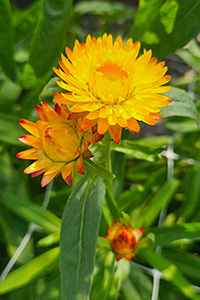 Bright yellow flowers with petals tipped in orange. Photo by Erin Harlow.