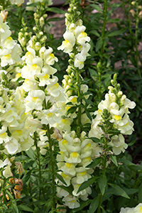 Pale yellow snapdragon flowers