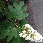 Cone-shaped cluster of white flowers on an oakleaf hydrangea with its oakleaf-shaped foliage.
